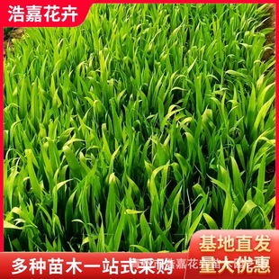 Aquatic Orchid Iris Aquatic Greening Seedlings Evergreen Flower Project May Day Rental Aquatic Banana Potted Plants
