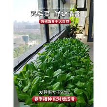 18天鸡毛菜种子可吃四季小白菜青菜种籽新手易种阳台盆栽蔬莱籽孑