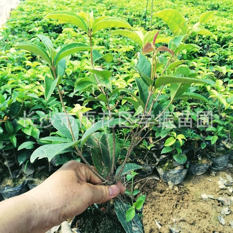 Происхождение Оптовая продажа Four Seasons Gui Cup Рассада Четыре сезона Гуй Османтус Рассада цветов в горшке оптом