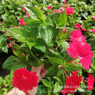 Qingzhou Flower Base Wholesale Garden Park Greening Grass Flower Potted Florals African Impatiens Impatiens