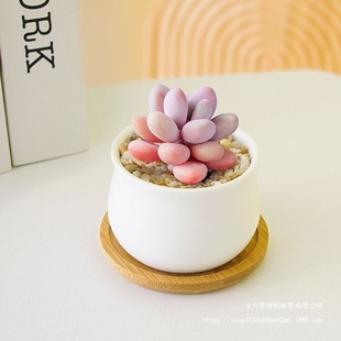 �����մ�ֲ�����b�M�ϻ��ܿɐ���������Gֲ�������Զ��⎧������