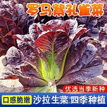 �����Ͽ�ȸ�˷N�Ӽt������ȸ���_�R���˷N��ԭ�b�ļ��߲˷N�Ӵ�ȫ