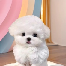双血统比熊幼犬活体狗狗可爱长不大茶杯犬活物超萌狗狗小体玩赏犬