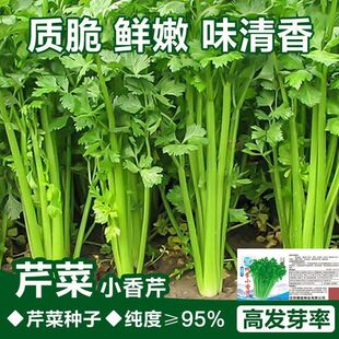 �ļ�С���۷N�����������ζ���������ļ����N�߲˷N�������۲���