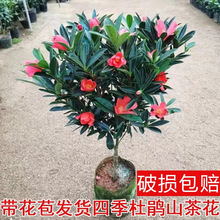 四季杜鹃山茶花树苗带花苞花卉植物室内盆栽阳台庭院四季开花绿植