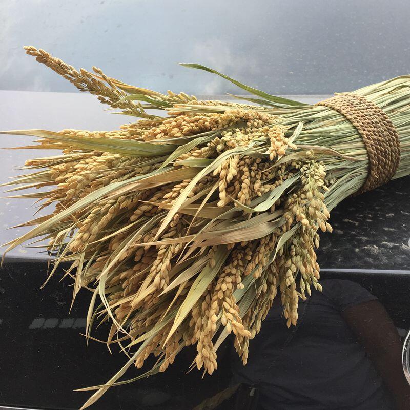 Earlier dried flowers wholesale golden yellow rice dried flower…