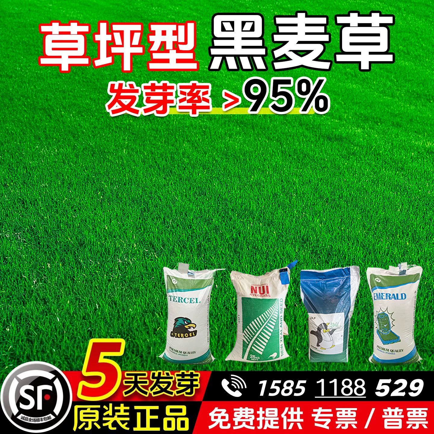 Многолетние семена ржаной травы