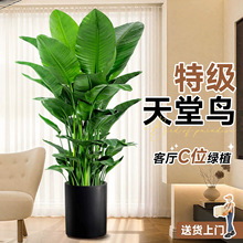天堂鸟绿植客厅室内大型植物盆栽鹤望兰落地真树办公室好养活批发