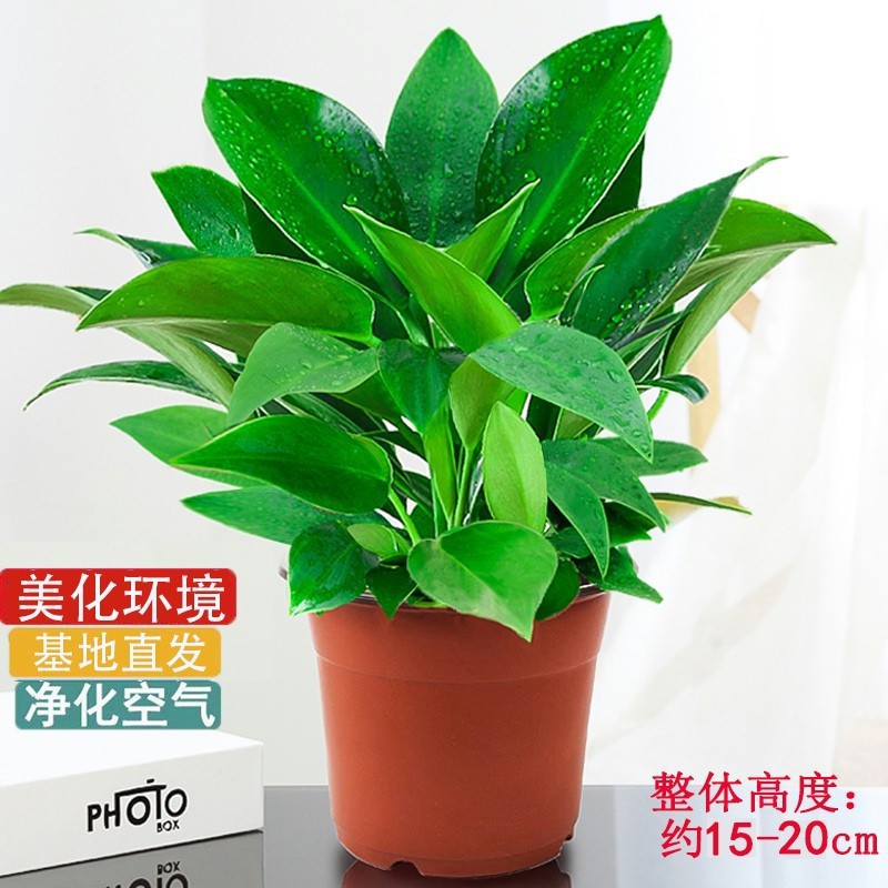 골든다이아몬드 20cm2(수경베어뿌리) + 영양액