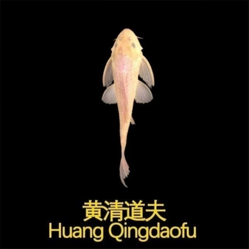 Где‑то очищающие рыбы-кильки для аквариума Pleco — рыбки-поглотители с присасывающим ртом, живые декоративные, размеры 3–9 см, один или мультиупаковка