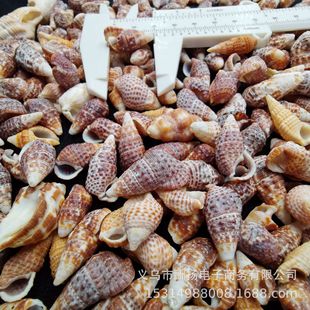 Submarine Ocean-Sagittarius Natural Shell Conch Sea Star DIY Fish Tank Floating Bottle Landscape Decoration Accessories-Thin and Good
