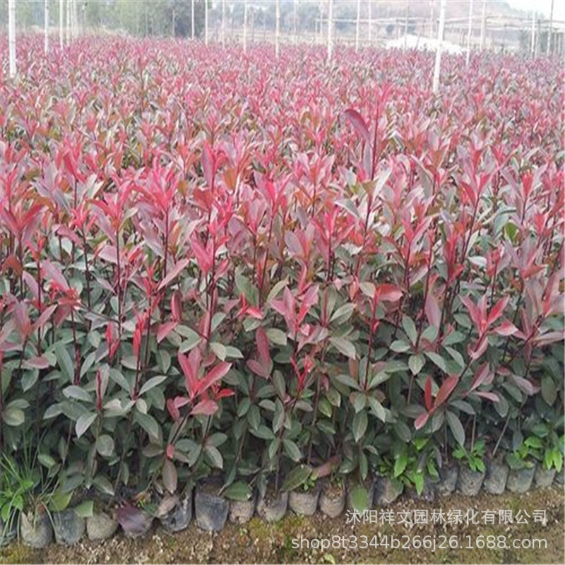 Краснолистный саженец Photinia вечнозеленый круглый год двор озеленение рассада огонь Красная стена забор проект рассады маленький шарик рассады
