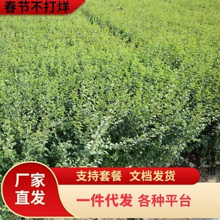 һ�����lС�~Ůؑ�ļ����಻���~�����G�h�����eҰ���~Ůؑ�^�~��