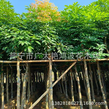 ���ϼt��ʳ�x�����������ֲ��@�־G�������繤�̾G����ľͥԺ