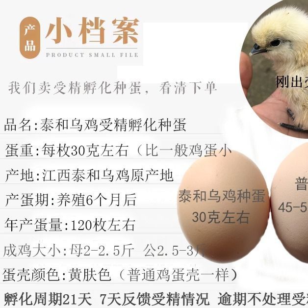 纯种泰和乌鸡种蛋受精蛋可孵化小鸡苗江西白凤乌骨鸡非绿壳小鸡蛋