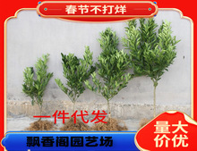 �������������r�Fժ�F�ڎ������~�l������̲��С����ļ�����