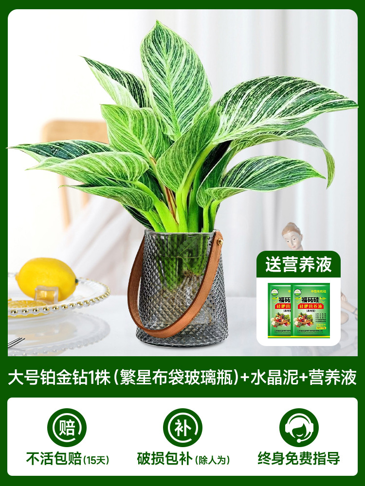 고급 대형 백금 다이아몬드(재백) 1개 + 크리스탈 머드 + 영양액 2개