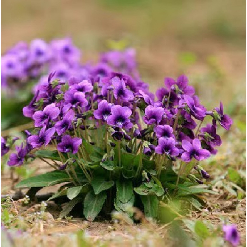 Semillas de flores, semillas de flores.