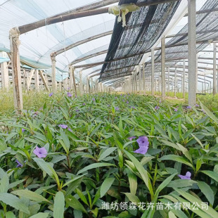Purple Flower Clematis Flower Mirror Plant Landscaping Ground Cover Clematis Seedlings Road Project Clematis Bag Seedlings