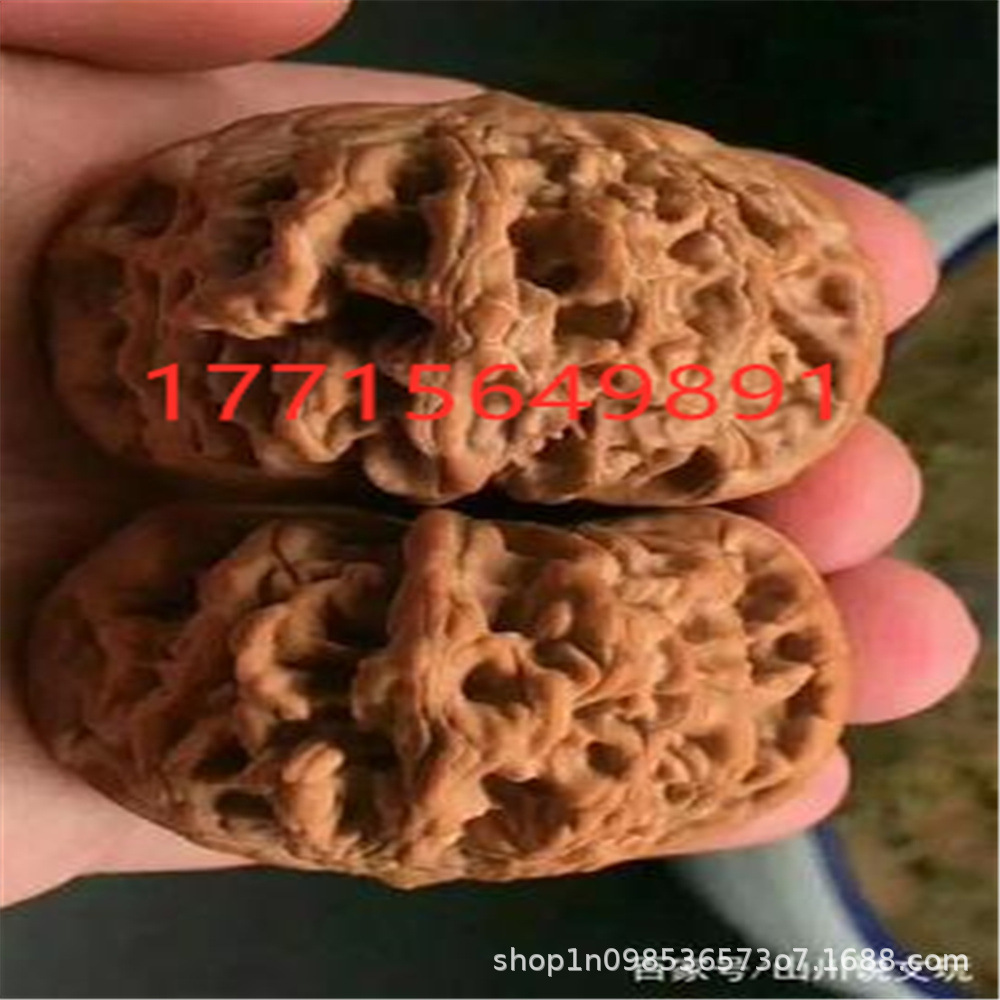 狮虎兽核桃树苗嫁接薄纸皮文玩核桃树幼苗南北方种植果树当年结果