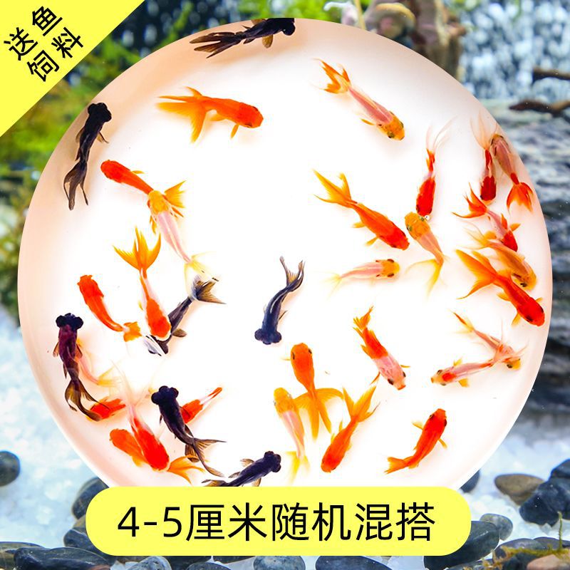 Read the galloping taboo 彂鍏 娲 娲 board