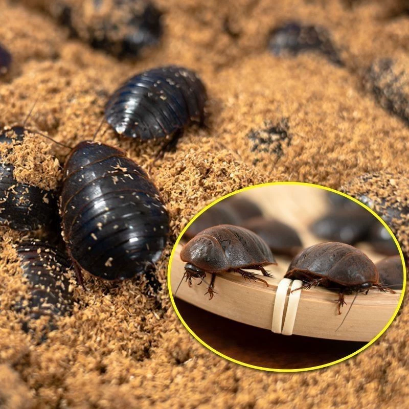 Разведение Tuoyuan, свежие живые личинки, кунжутное насекомое, яйцеблок Tuoyuan, соевые насекомые в прямом эфире, прямые волосы с высокой фабрикой разведения