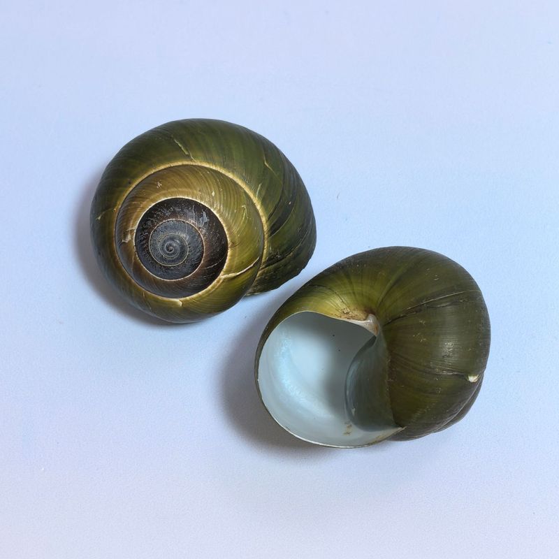 ヤドカリの殻巻き魚交換専用殻天然巻貝繁殖水槽造園水族館装飾セット|undefined