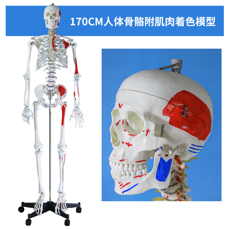 170CMҽѧȫ���������ģ�ͼ�����ɫ�����٤�ؽڿɲ�ж�ṹ�Ǽ�