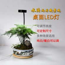 迷你鱼缸灯桌面苔藓LED植物实木灯鱼缸灯多肉植物生态瓶补光置物