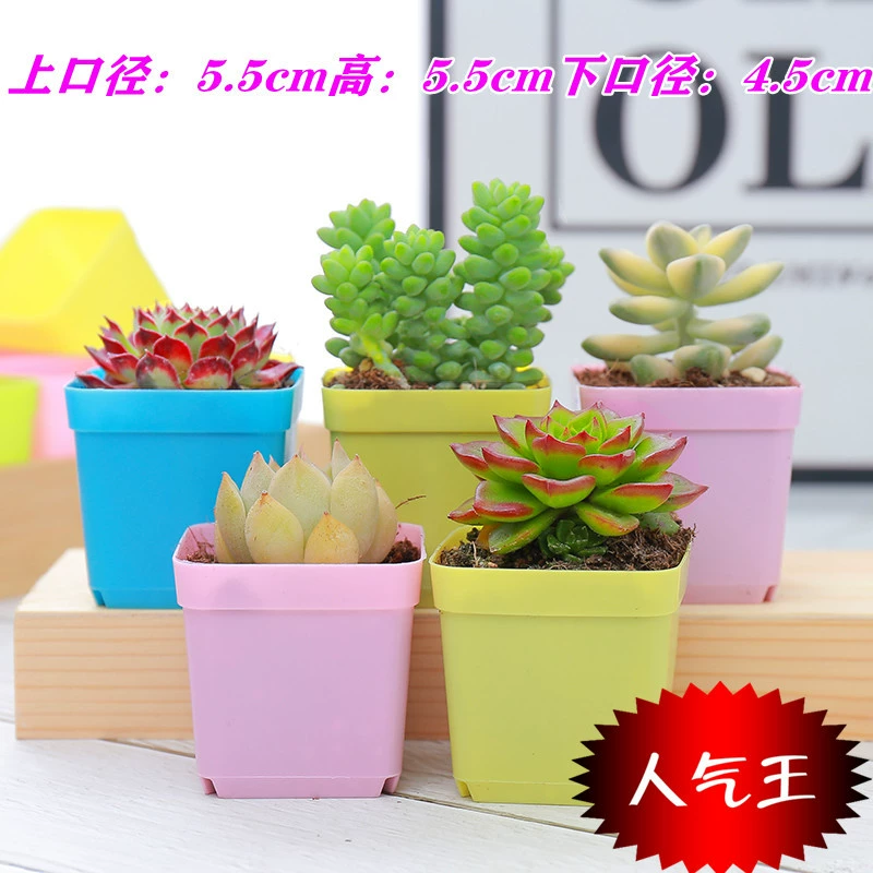 Маленький черный 5,5 см оптом пластиковый цветочный горшок красочный мясистый цветочный горшок рассада маленький квадратный горшок завод пластиковый цветочный горшок