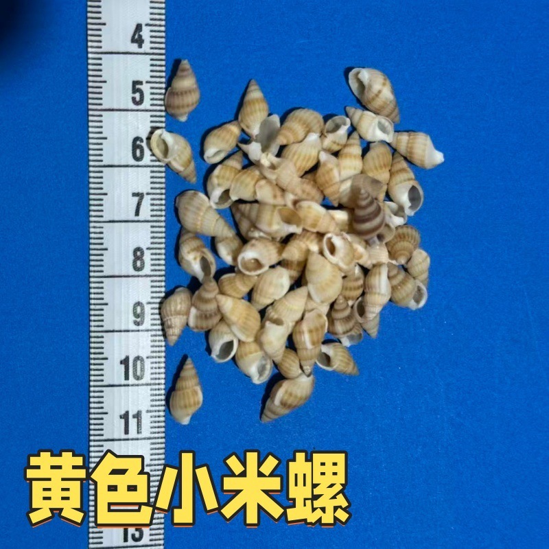 小海螺小米螺天然贝壳海螺手工DIY鱼缸造景微观装饰配件寄居蟹用|undefined