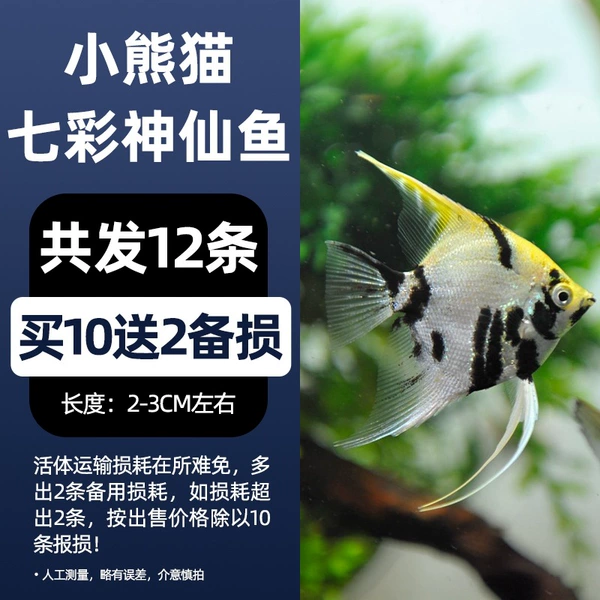 2-3cm Panda Fairy 10 Give 2 Prevent Losses