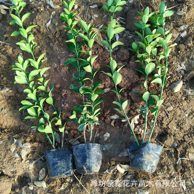 冬青苗四季常青法国冬青树苗耐寒庭院绿篱树苗围墙篱笆植物青州