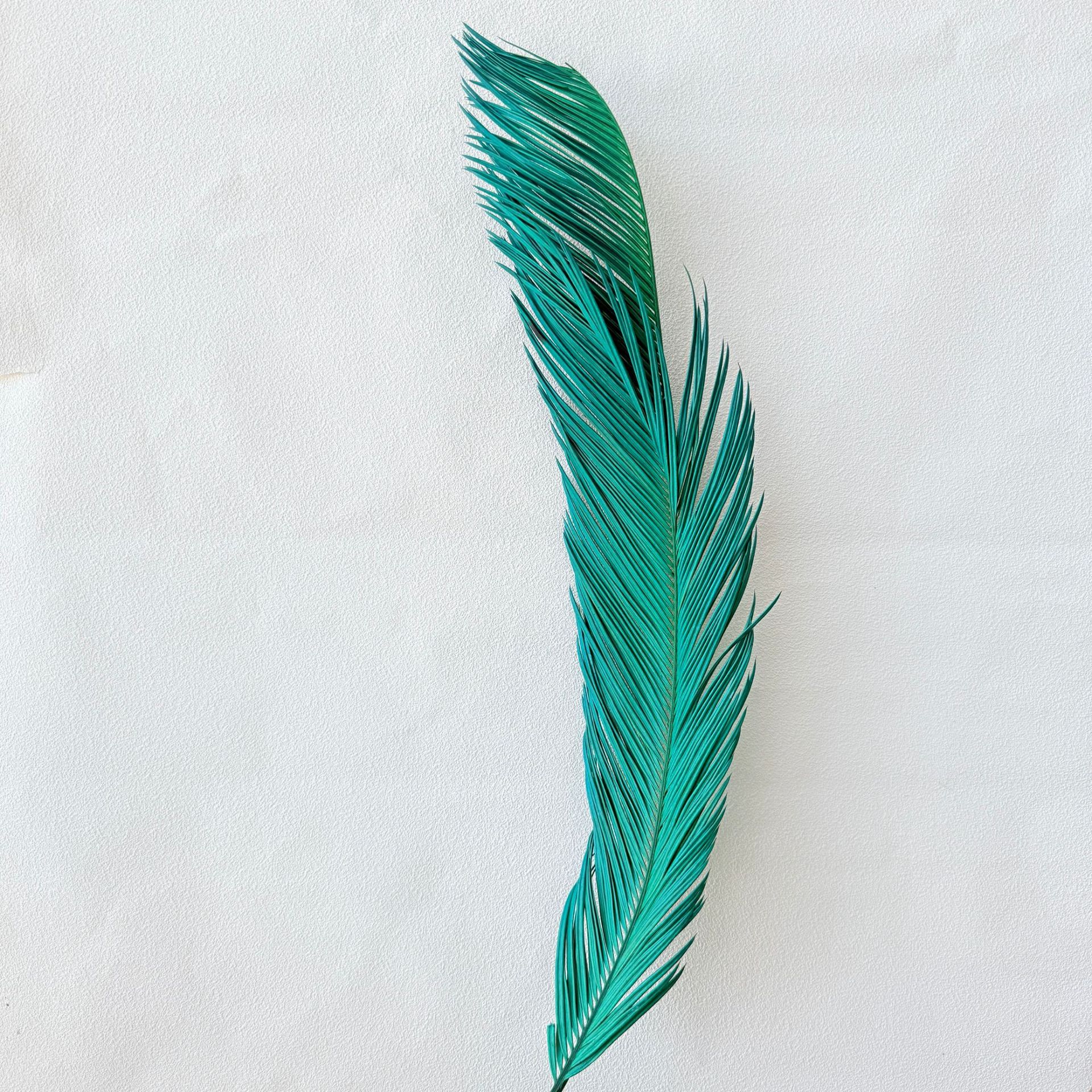 철 잎 공작 블루