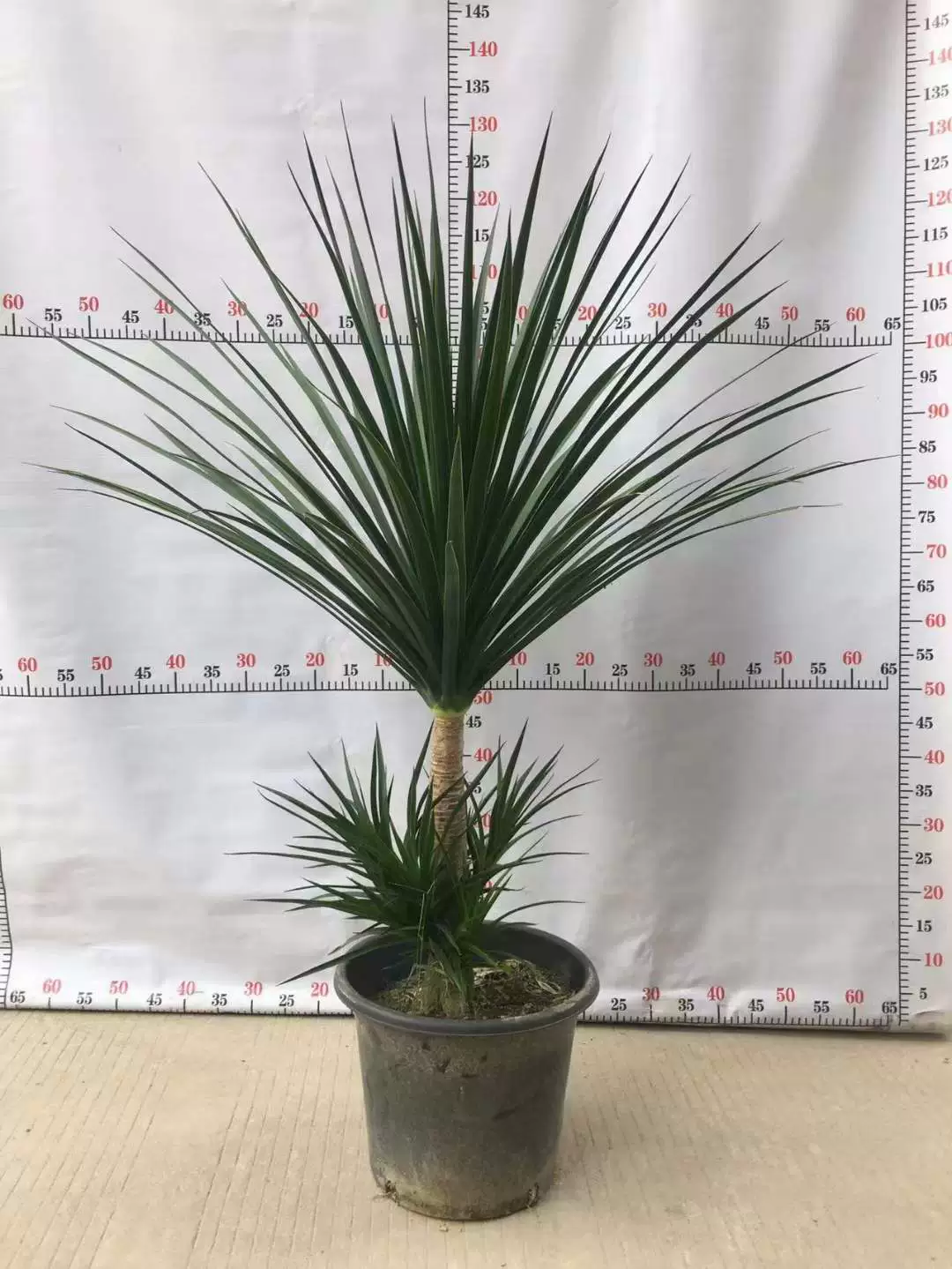 [Базовые прямые поставки] Наружные Лиственные растения Маленькие горшечные зеленые настенные цветы Чистая знаменитость Черный жемчуг Дракон Кровавое дерево