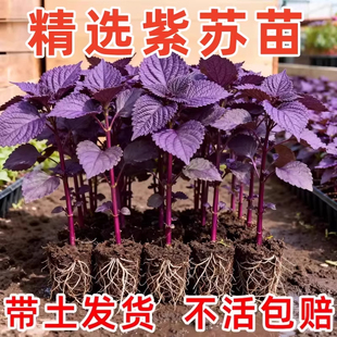 �p�����K���������r��ʳ���K���~���ͥԺ�̨�~�r���ȥ��ֲ��