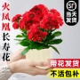 名贵大全品种大花长寿花