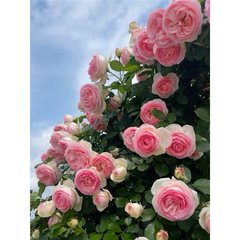 【1.4-1.5メートル】藤本月季大苗大花濃香庭地植鉢植え四季花