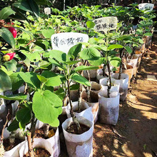 �t�īJ��������������Ե����ϱ����Nֲ�S���殐����ܛ������Y��