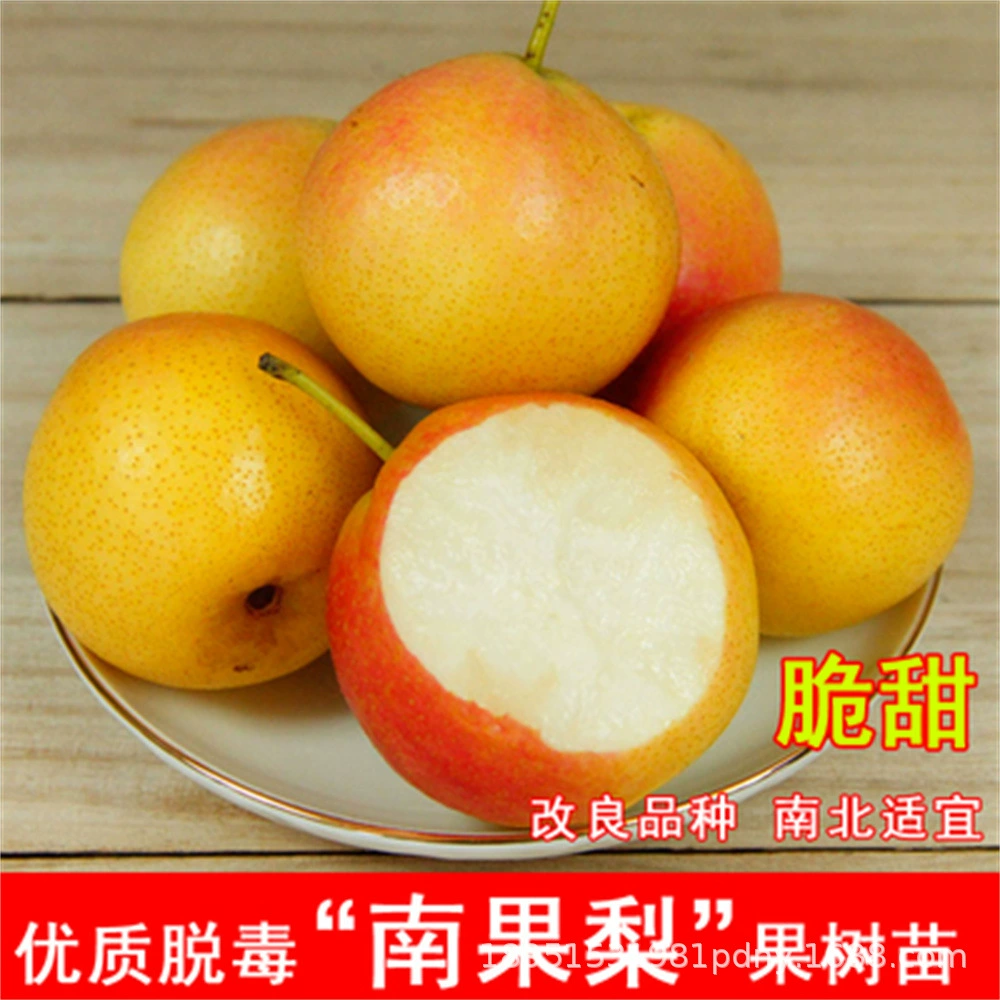 Очень большой новый сорт саженцев плодовых деревьев груши, привитых раннеспелыми саженцами груши Ruoguang, хрустящие сладкие саженцы груши, морозостойкие фруктовые саженцы