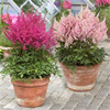 New women's potted large seedlings with flowers with flowers to ship yin -resistant flower courtyard balcony plants perennial cold -resistant flowers