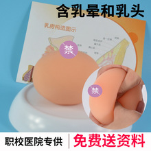 催乳师培训假胸假乳房道具 全硅胶实心球形乳房 母乳喂养指导教具