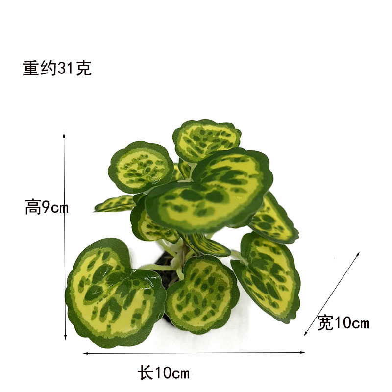Borde verde hojas redondas plantas acuáticas (medio)