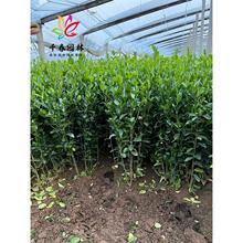 ������������S��С��ͥԺ�@���ͺ�����G���h�ʠ��L������~�S��