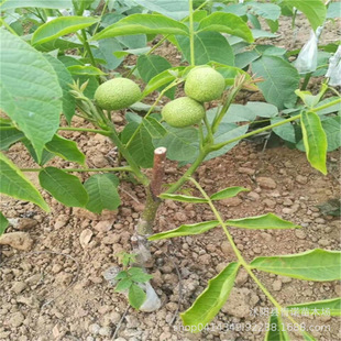 ����ֱ�N������� Ʒ�N�Rȫ �޽ӹ����� �a���� �޽ӱ������Ҙ���