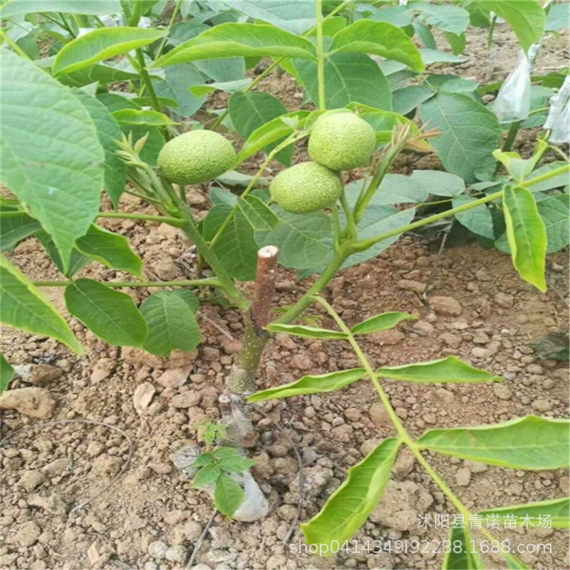 Питомник прямых продаж фруктовых деревьев ореховых сортов завершить прививки плодовых деревьев Саженцы высокой урожайности прививки тонкой оболочкой рассады грецкого ореха