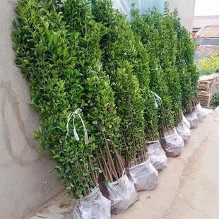 ��48С�r�l؛�����~�S���籱�����������ļ����������h�ʙn������