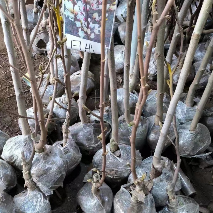 玉兰种子日出05