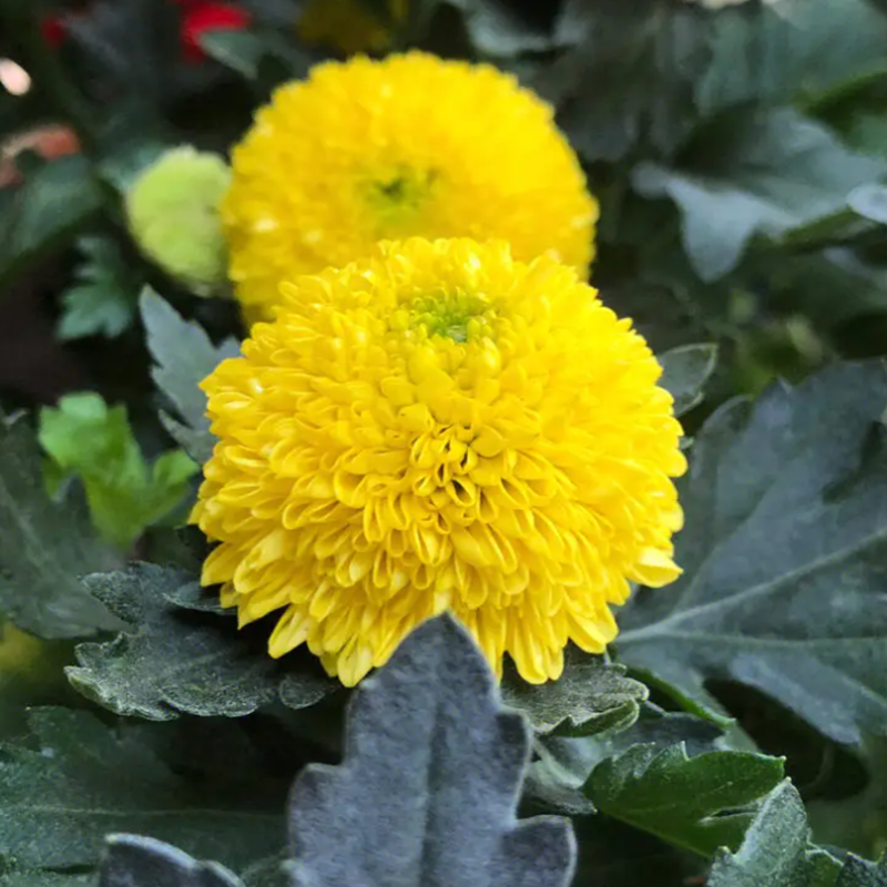 6Bvq Spring Flower Seedlings, Ping Pong Chrysanthemum Seedlings, Blooming Green Plants in All Seasons, Potted Plants, Courtyard Balcony Ground Planting, Easy to Live