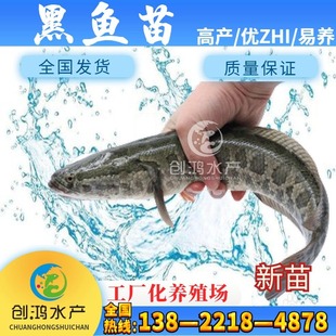 �����硿���|���~�~�� ���~�� ���~�� �s�����~�� �؃r���l